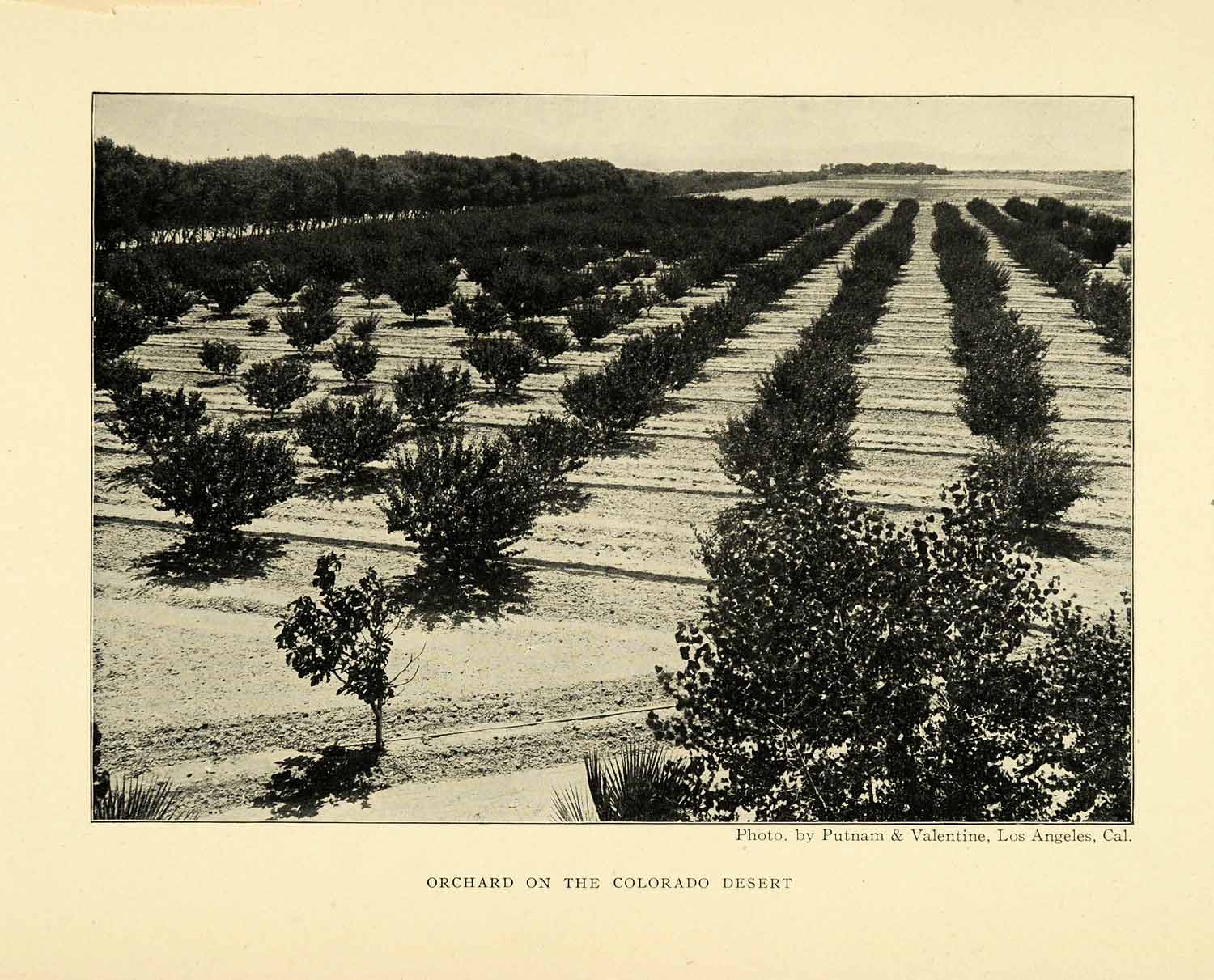 1906 Print Colorado Desert Orchard Agricultural Crops Landscape Farming XGL5