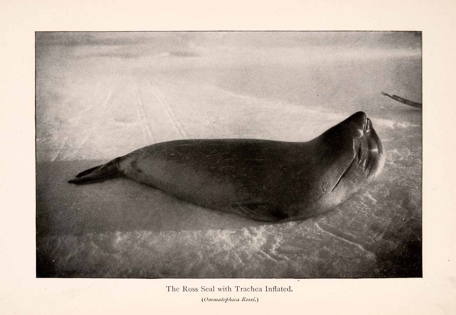 1900 Halftone Print Ross Seal Trachea Inflated Animal Wild Antarctic XGLA5