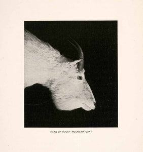 1900 Halftone Print Head Rocky Mountain Goat Horn Bearded Mountain XGLA8