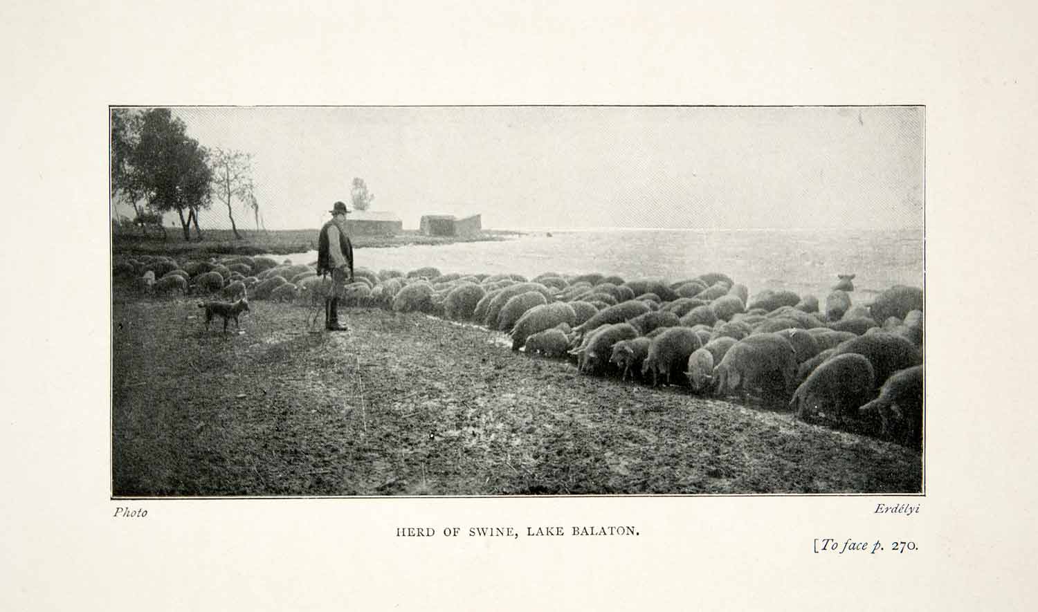 1909 Print Lake Balaton Hungary Pig Swine Herd Livestock Agriculture XGLB2