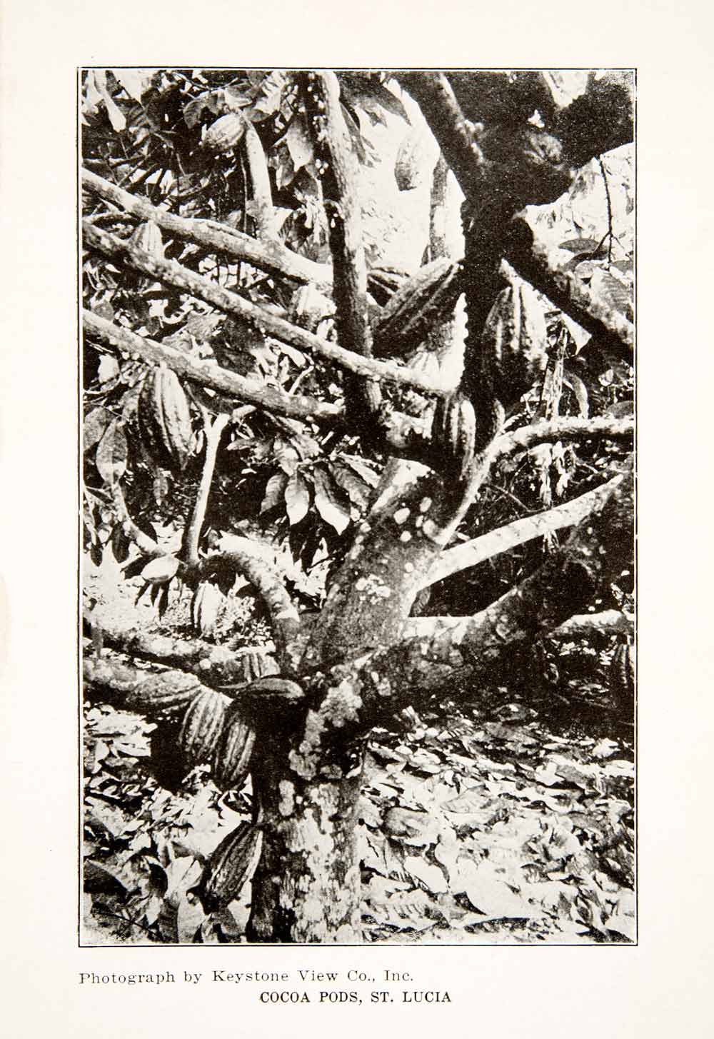 1926 Print Cocoa Pods St. Lucia Jungle Caribbean Island Tropics XGLB4