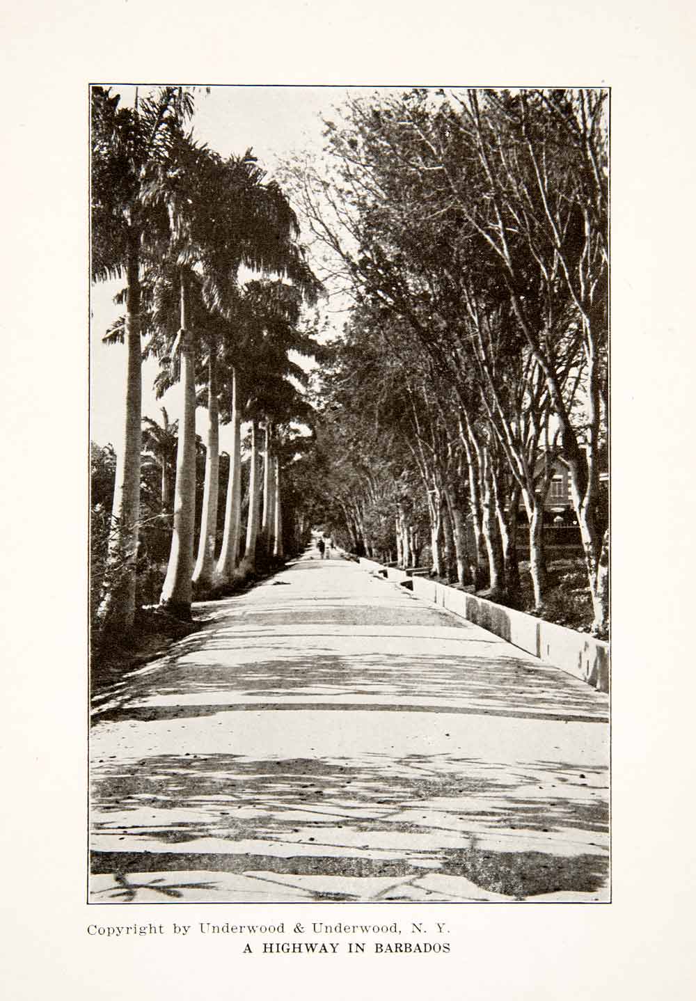 1926 Print Highway Barbados Caribbean Island Palm Tree Countryside XGLB4