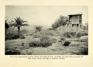 1913 Print Desert United States Ranch Palm Tree Scrub Brush Fig Olive Date XGM4