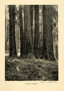 1928 Print Senate Group Sequoias Tree Forest National Park Woods Native XGM6