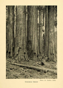 1928 Print Congress Group Sequoia Tree Forest National Park Scenery XGM6
