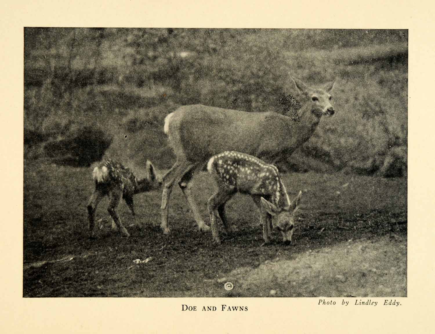 1928 Print Doe Fawns Animals Deer Sequoia National Park California XGM6