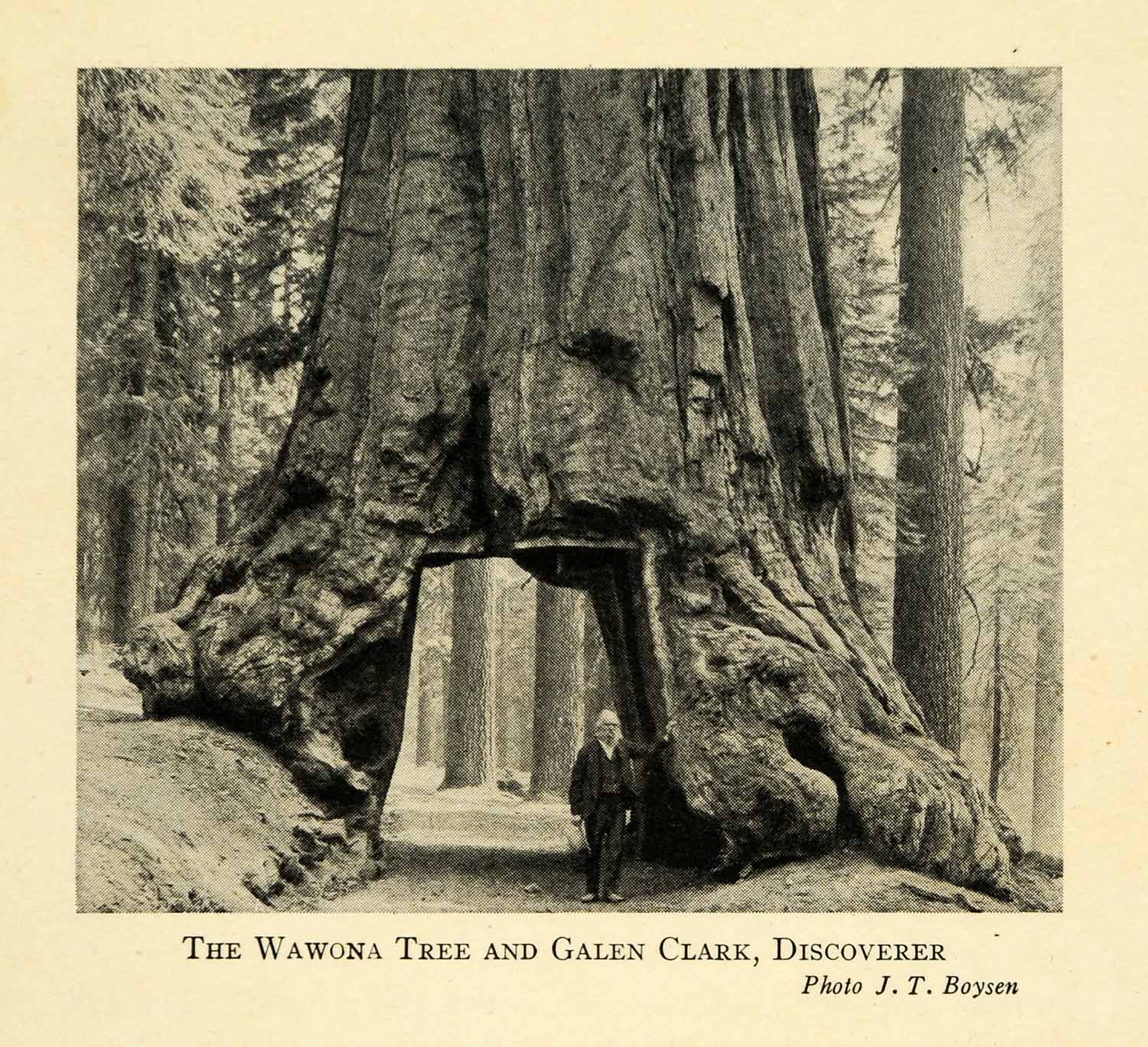 1928 Print Giant Wawona Tree Galen Clark Discoverer Yosemite Natl Park XGM7