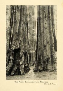 1928 Print Poets Longfellow Whittier Sequoia Trees Yosemite National XGM7