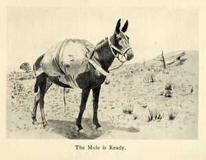 1906 Print Mule Transportation Donkey Landscape Prairie Great Plains XGM8