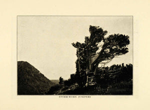 1915 Print Juniper Tree Mountain Cliff Peak Summit Landscape Forest XGM9