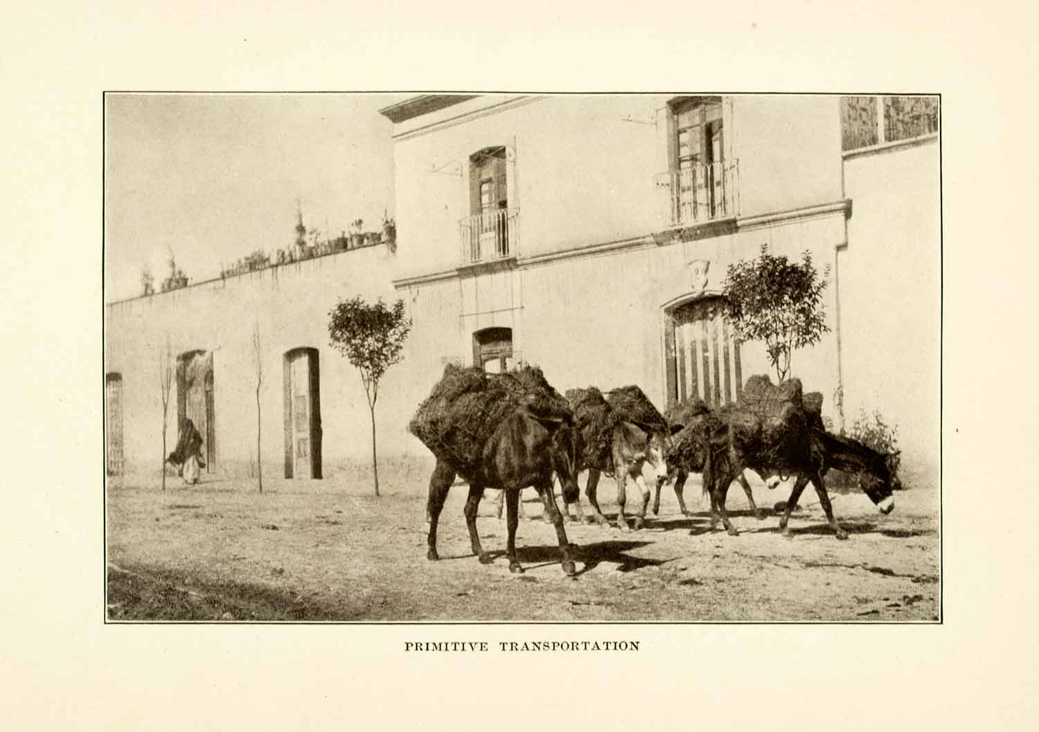1908 Print Donkey Burro Mule Mexico Package Transportation Street Carrier XGMA3