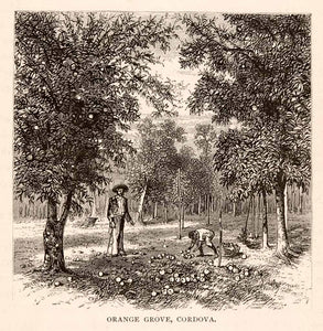 1875 Woodcut Orange Grove Cordova Cordoba Veracruz Mexico Agriculture XGMA8