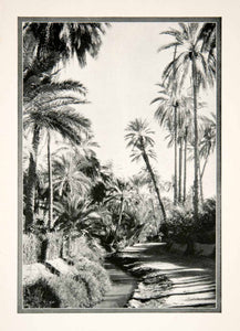 1926 Print Tozeur View Oasis Northern Africa Botanical Landscape Palm XGMB1