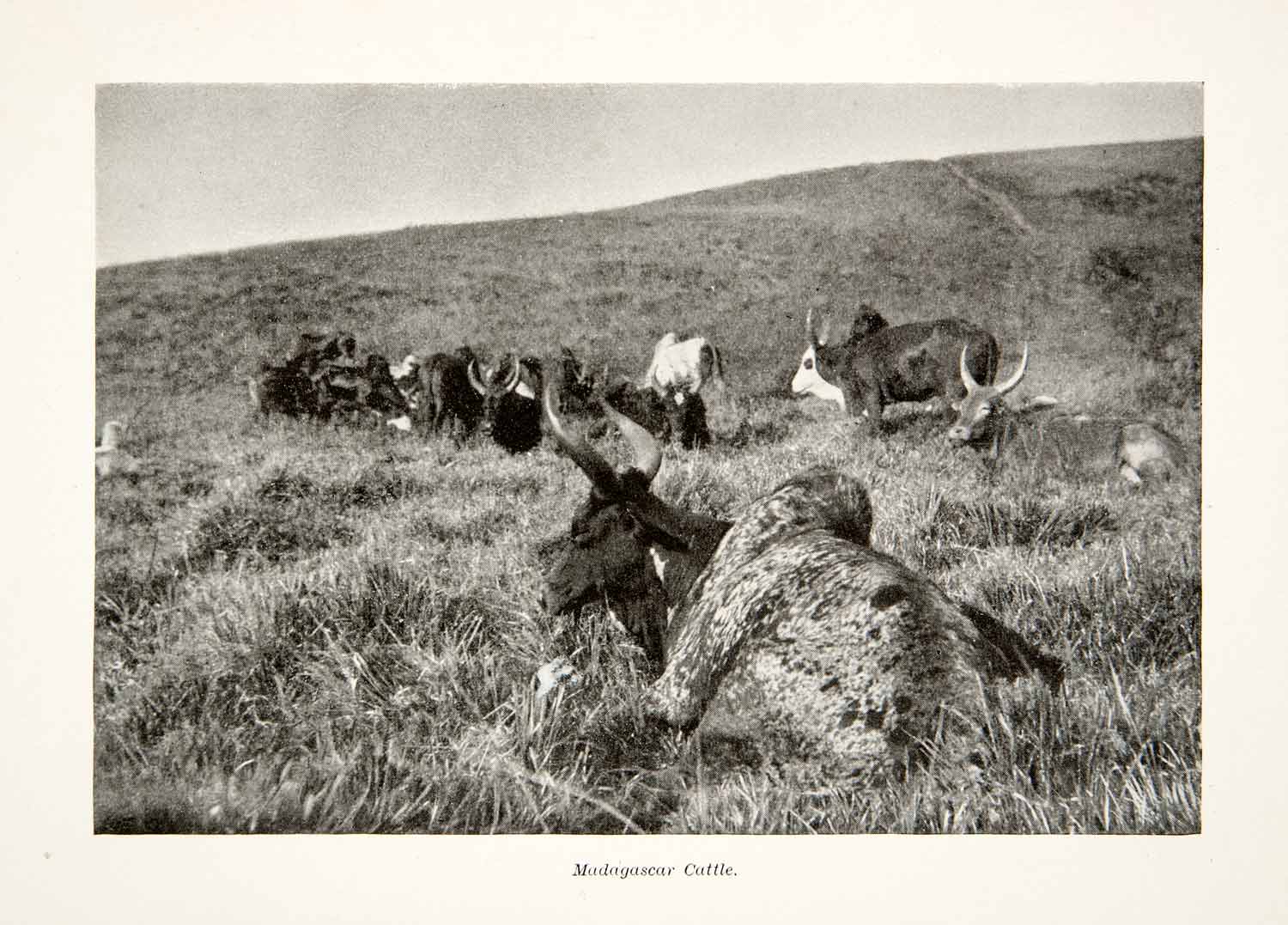 1897 Print Madagascar Cattle Domestic Animals Cow Bovinae Farming Island XGMB5