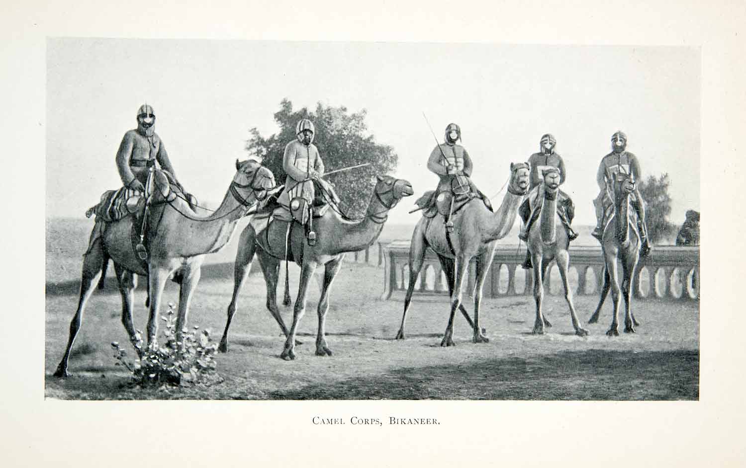 1906 Print Camel Corps Bikaneer India Rajasthen Northern India Military XGMB8