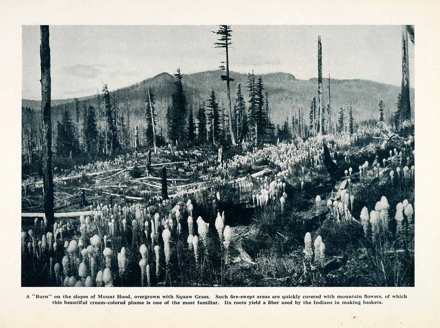 1912 Print Mount Hood Squaw Grass Mountain Flowers Forest Fire Pacific XGN2