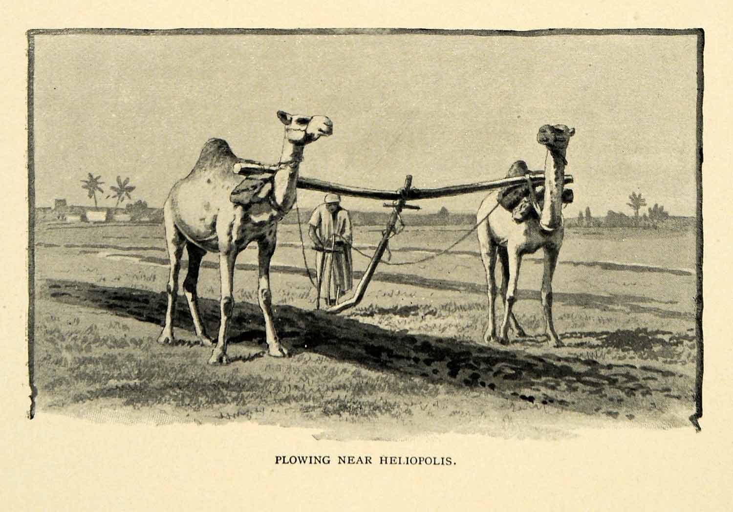1901 Print Plowing Heliopolis Camels Farmer Field Agriculture Ancient City XGN3