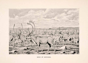 1898 Halftone Print Herd Reindeer Woodland Caribou Canada Tundra Arthur XGNA6