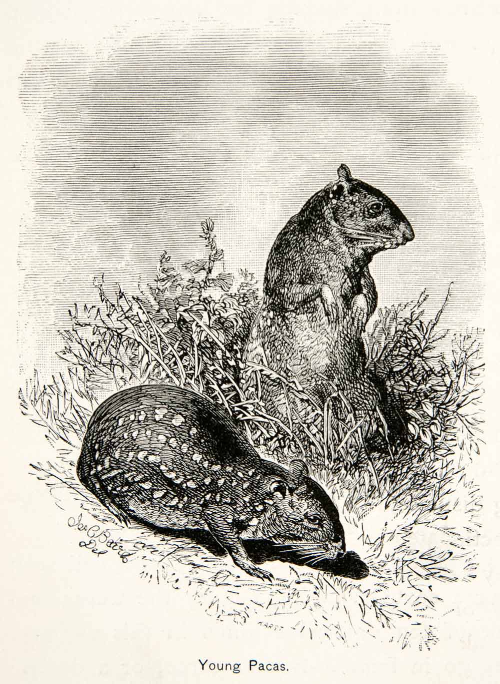 1879 Wood Engraving Nocturnal Paca Wild Animals Brazilian Wildlife XGNB4