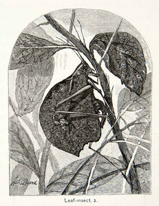 1879 Wood Engraving Brazilian Locust Wildlife Insect Entomology Leaf Bugs XGNB4