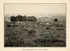 1919 Halftone Print Cattle Popayan Cauca Valley River Manuelita Plantation XGO2