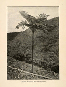1919 Halftone Print Tree Fern Palm Andes Mountains Colombia South America XGO2