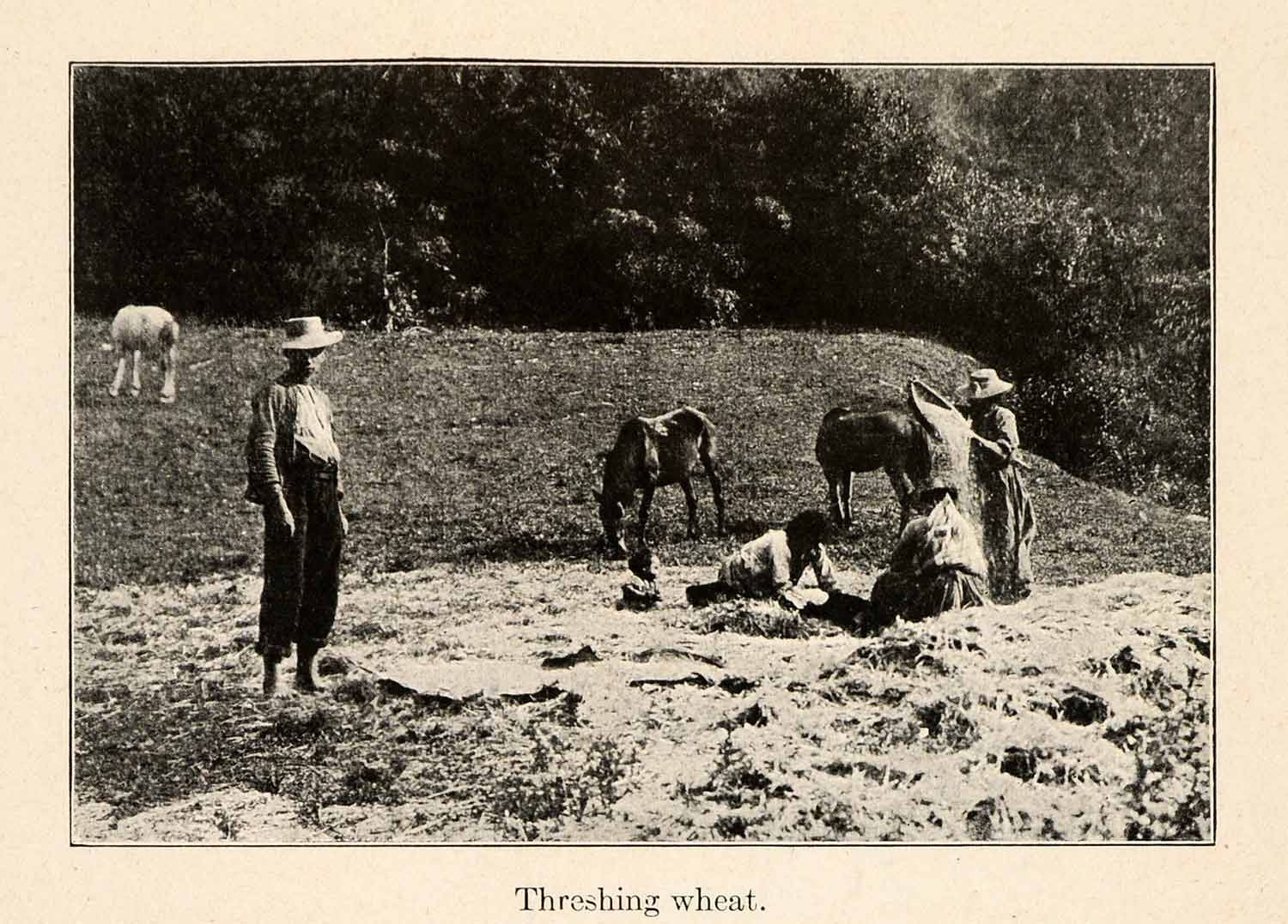 1919 Halftone Print Locals Threshing Wheat Popayan Colombia Cauca XGO2