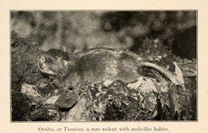1919 Halftone Print Oculto Tucotuco Andean Rodent Mole South America XGO2