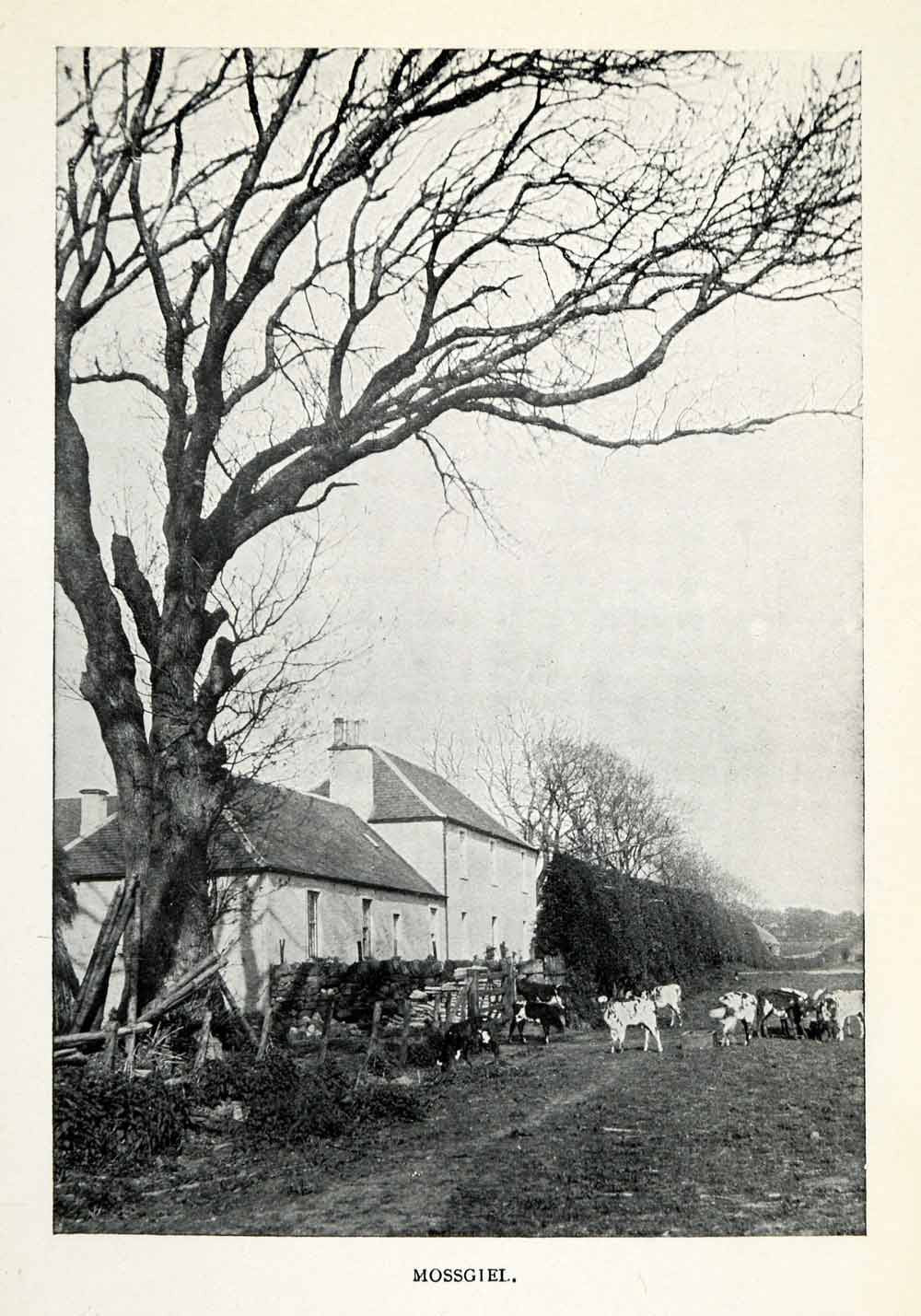1904 Print Farm Mossgiel Robert Gilbert Burns Mossgaville Mauchline XGO4 - Period Paper
