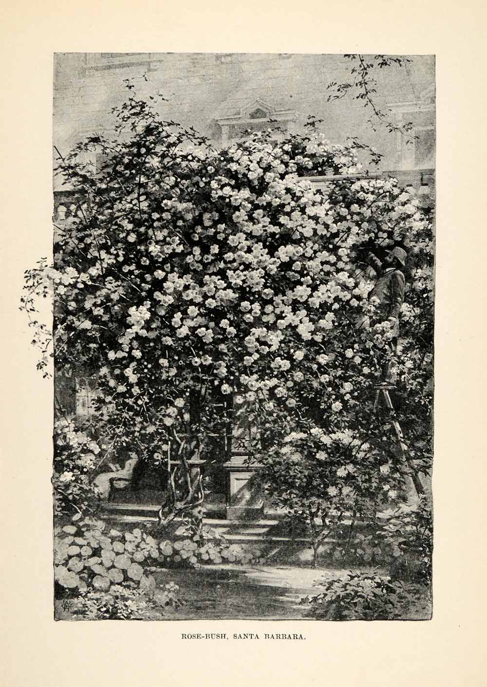 1902 Print Rose Bush Santa Barbara Tree Floral Botanical Garden Entry Way XGO6