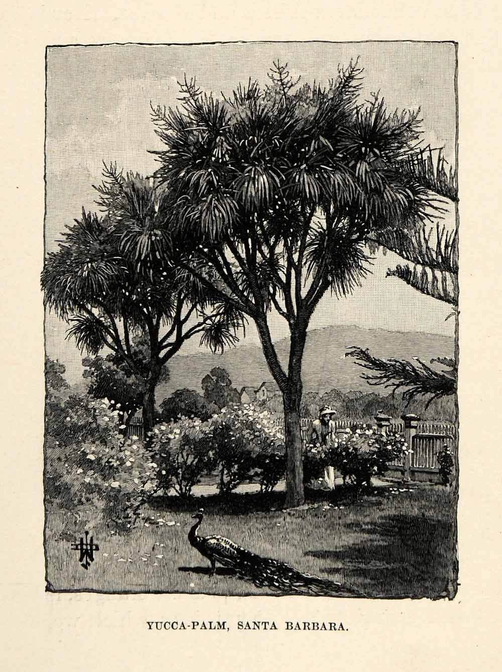 1902 Wood Engraving Yucca Palm Tree Santa Barbara California Landscape XGO6