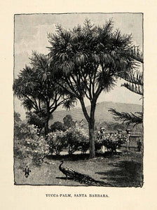 1902 Wood Engraving Yucca Palm Tree Santa Barbara California Landscape XGO6