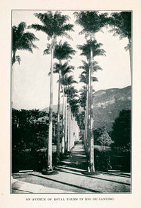 1907 Halftone Print Rio De Janeiro Brazil Royal Palm Trees Botanical XGOA6