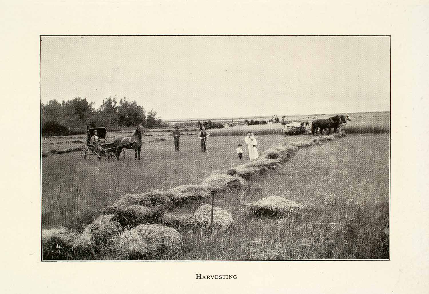 1907 Halftone Print Canada Farming Harvesting Horse Carriage Rural XGOA8