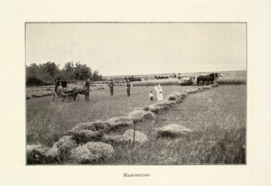 1907 Halftone Print Canada Farming Harvesting Horse Carriage Rural XGOA8
