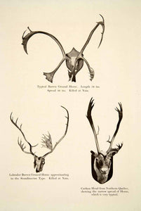 1911 Print Caribou Horns Canada Nain Quebec Barren Ground Labrador XGOC2 - Period Paper
