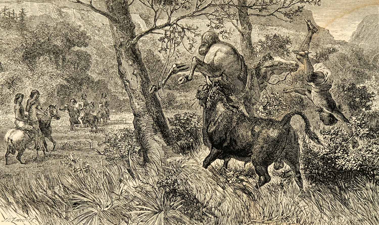 1871 Wood Engraving Wild Bull Cordillera Animals Wildlife Horse Indigenous XGP4