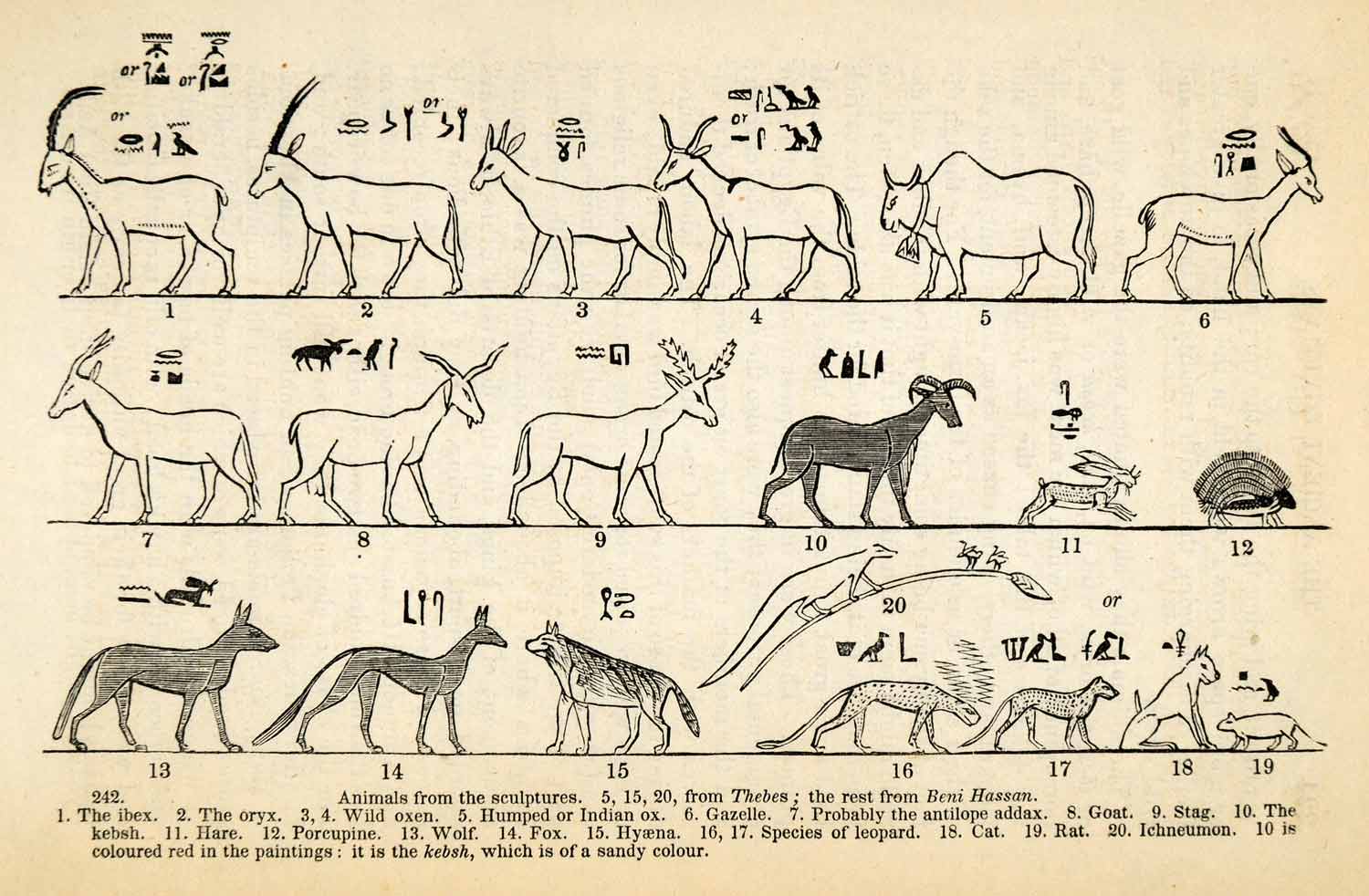 1854 Woodcut Ancient Egyptian Wildlife Hieroglyphics Hyaena Leopard XGP5