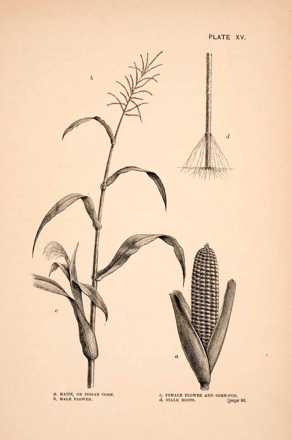 1883 Wood Engraving Maize Indian Corn Stalk Agriculture Root Thomas XGPA4