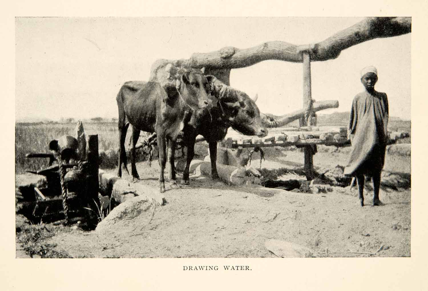 1914 Print Child Oxen Cattle Water Wheel Drawn Sakkia Egypt Africa XGPB4