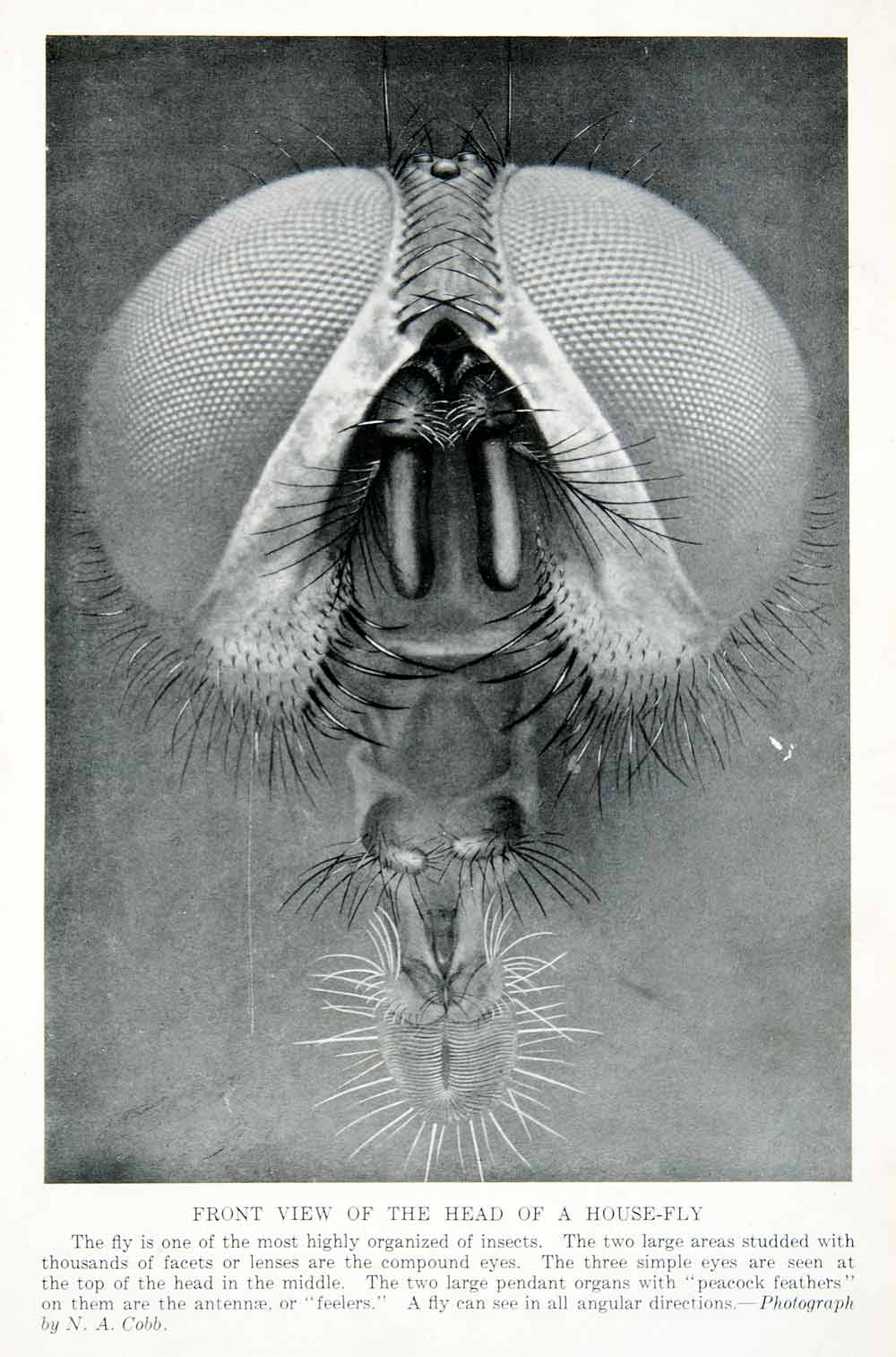 1912 Print Head House-Fly Insect Facets Lenses Eyes Antennae Feelers Cobb XGPC7