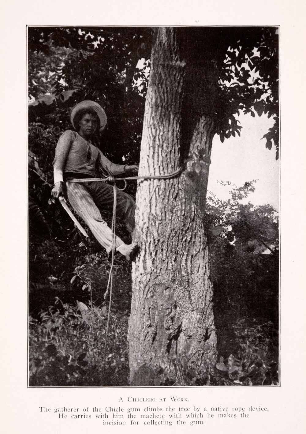 1911 Halftone Print Chiclero Work Tree Gum Machete Harvest Cultivation XGQA5