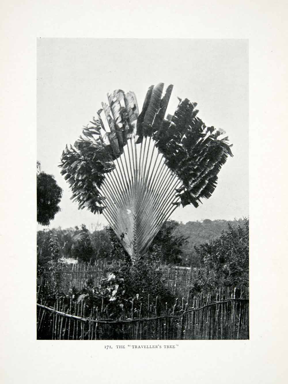 1906 Print Liberia Africa Travelers Palm Tree Taxonomy Botany Natural XGQB5