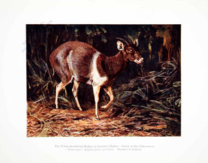 1906 Color Print Liberia Africa Endangered Species Jentinks Duiker XGQB5