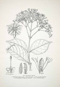 1906 Lithograph Pleioceras Whytei Flowering Plant Liberia Africa Matilda XGQB5