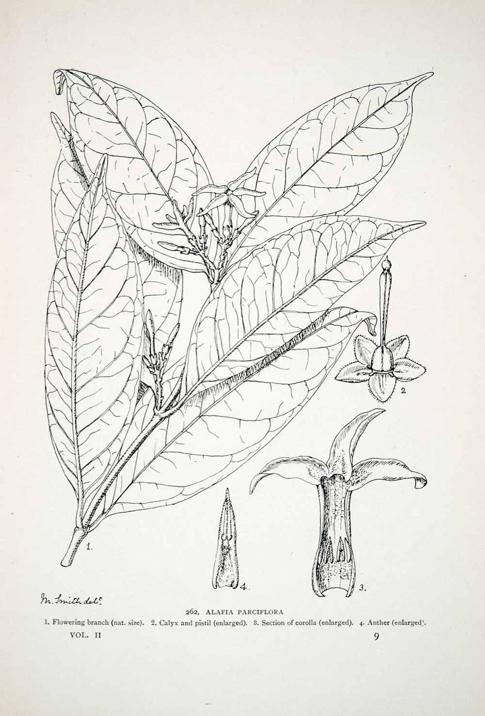 1906 Lithograph Alafia Parciflora Liberia Africa Plant Diagram Matilda XGQB5