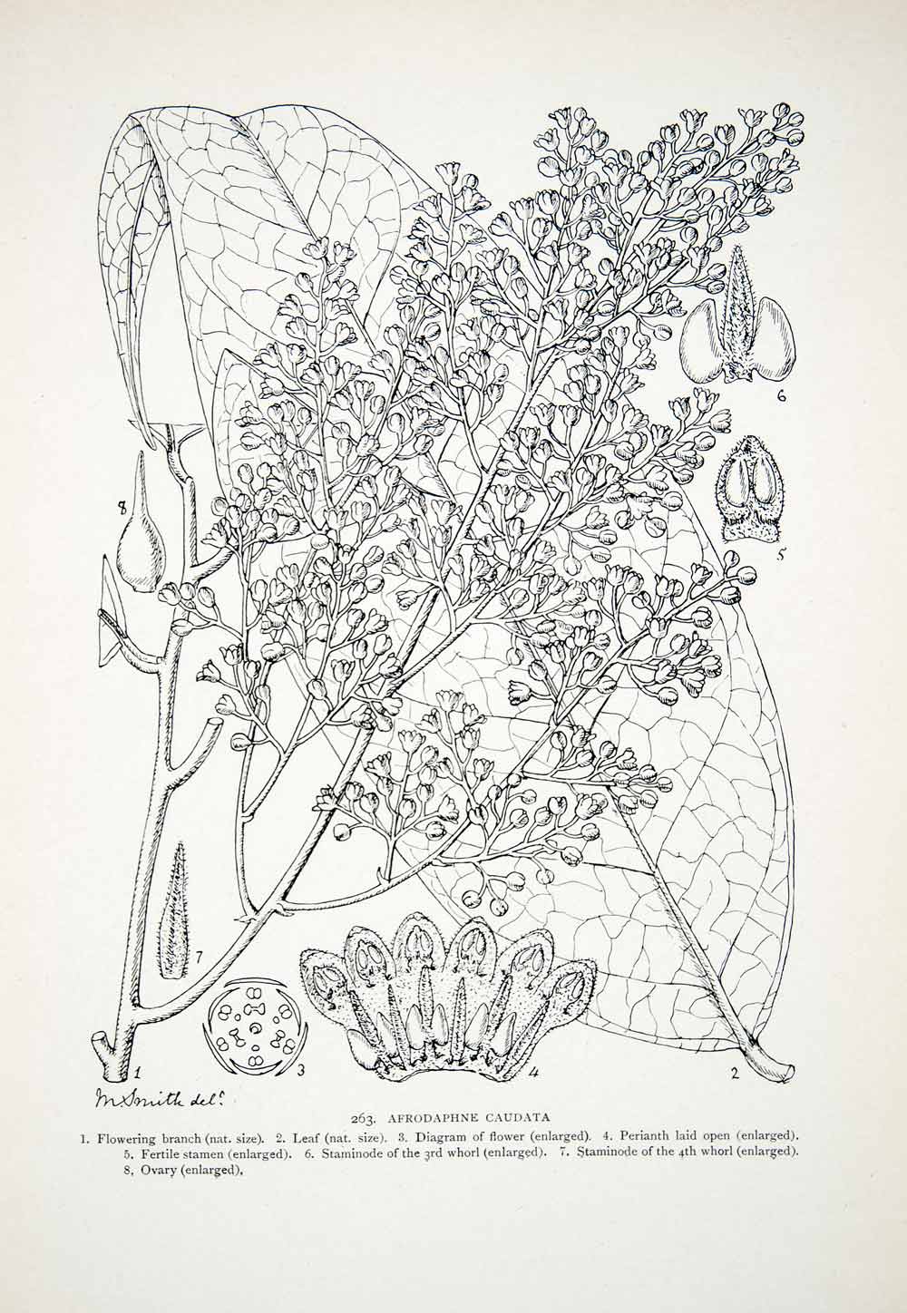 1906 Lithograph Afrodaphne Caudata Liberia Africa Plant Matilda Smith Art XGQB5