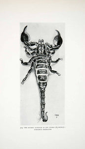 1906 Print Worlds Biggest Scorpion Liberia Africa Harry Johnston Wildlife XGQB5