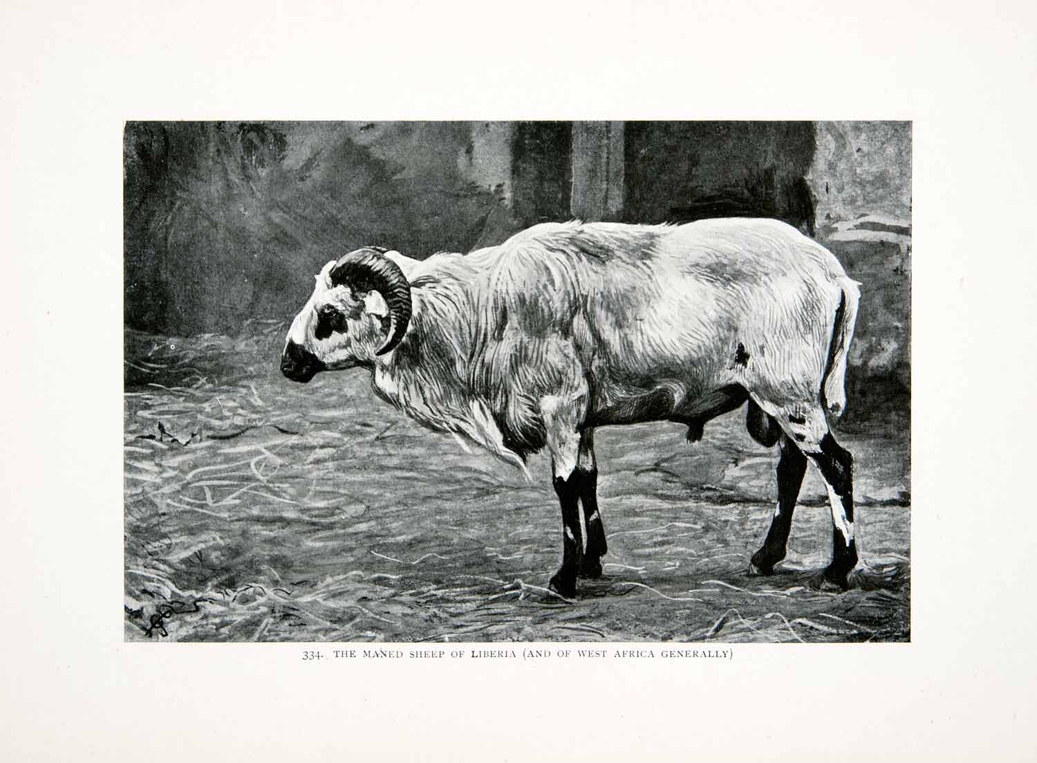 1906 Print Wild Animal Maned Sheep Liberia Africa Harry Johnston Wildlife XGQB5