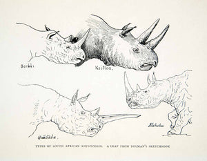 1924 Lithograph Alfred Dolman South African Rhinoceros Types Black Rhino XGQB8